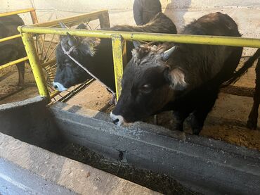 Коровы, быки: Продаю | Бык (самец) | На откорм — 16