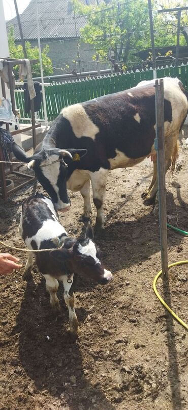 нексия 2 аксессуары: Продаю | Корова (самка) | Голштин | Для молока