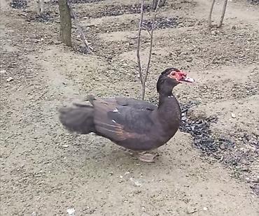 ordəylər: Salam hər kəsə! Əlimdə Bronze Muscovy Duck və Chocolate Muscovy Duck — 3