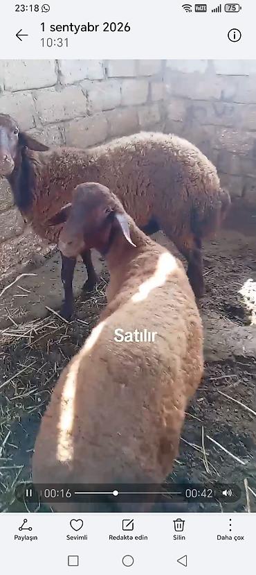 Mal-qara: 6 ayliq erkekdi — 4