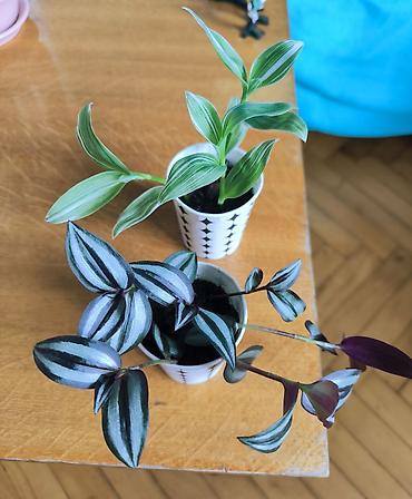 torf satilir: 🌿 Tradescantia bitkiləri satılır! 💚 🤍 Yaşıl yarpaqlı, ağ zolaqlı növ — 3