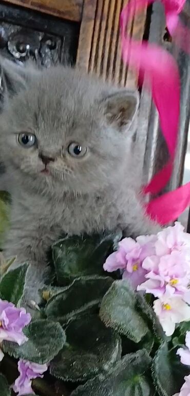 Продажа кошек: Британский котёнок. К бронированию доступен шикарный британский