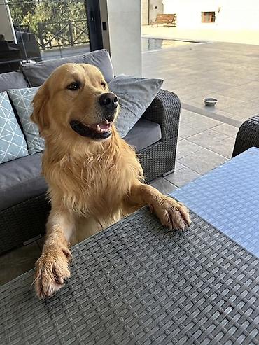 çoban iti adları: Retriever, 5 il, Erkək, Cütləşmə üçün — 3