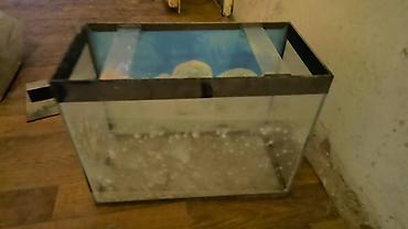 Akvariumlar: Akvarium-şkaf, Balıqlarla birlikdə, 500 l — 3