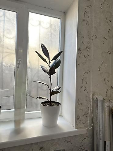 Фикус эластика (каучуконосный), комнатное растение в горшке. - Высота at lalafo.kg Фикус эластика (каучуконосный), комнатное растение в горшке. - Высота