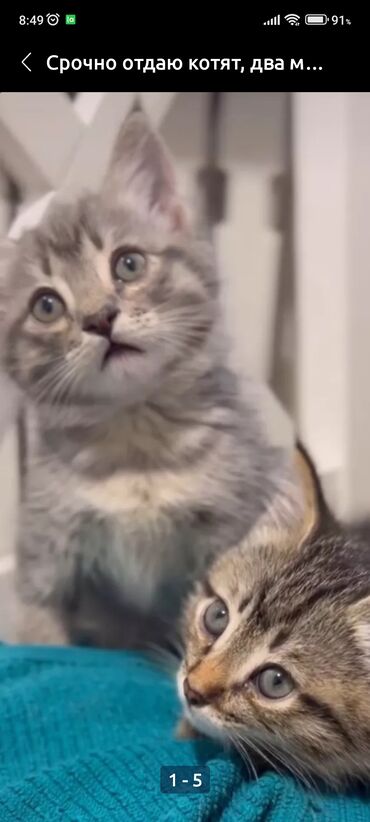 сиамский кот: СРОЧНО! отдаю котят в добрые руки. к лотку приучены, кушают всё