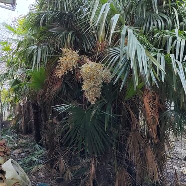 bezek bitkileri adlari: Palma