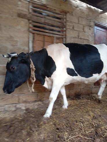 sağmal inək: 3 cu qarna 7 di aylıq boğaz ivanovka iney satılır cox sakit heyvandı — 2