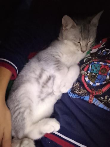 Pişiklər: Erkək — 9