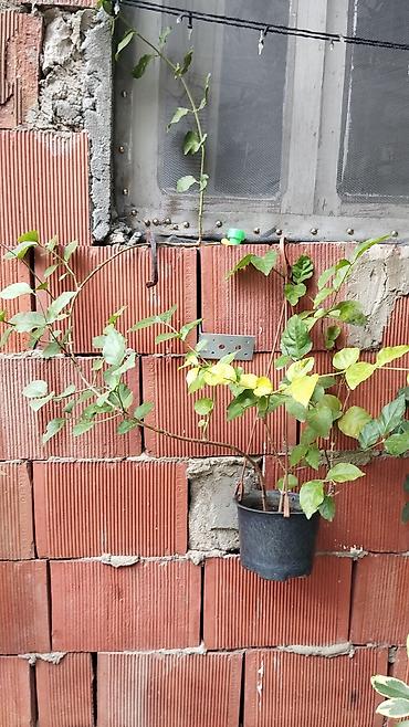 çilədağı bitkisi qiyməti: Satılır: dekorativ saksı bitkiləri dəsti - Schefflera arboricola — 9