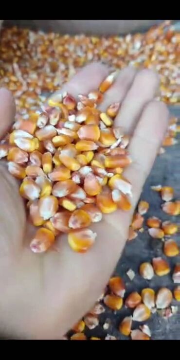 продажа кукурузу: Продаю жугору кукурузу мешкованая с погрузчиков просьба только