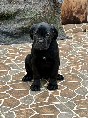 İtlər: Kane-Korso — 17