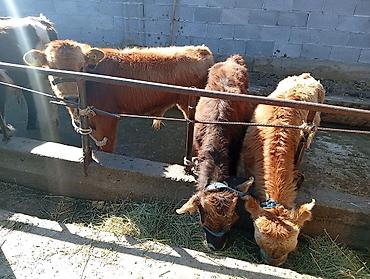 Продам с/х животных: Продаю | Бык (самец) | Швицкая | На откорм — 3