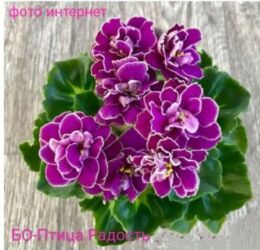 Фиалки и глоксинии: В продаже детки,пасынки сортовых мини и полумини фиалок 🌺🌿🌺 at lalafo.kg — 11 Фиалки и глоксинии: В продаже детки,пасынки сортовых мини и полумини фиалок 🌺🌿🌺 — 11