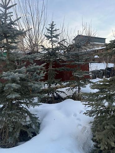 Декоративные деревья: Саженцы деревьев: Ели — 4