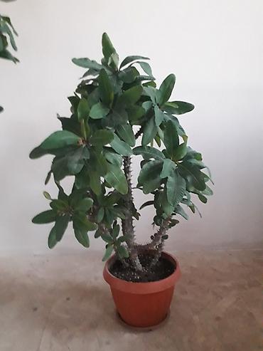 Молочаи: Комнатные растения в горшках: 1) Молочай Милла (Euphorbia milii — 3
