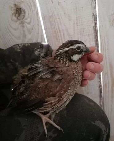 купить корм для перепелов несушек: Продаю | Петух, Куры