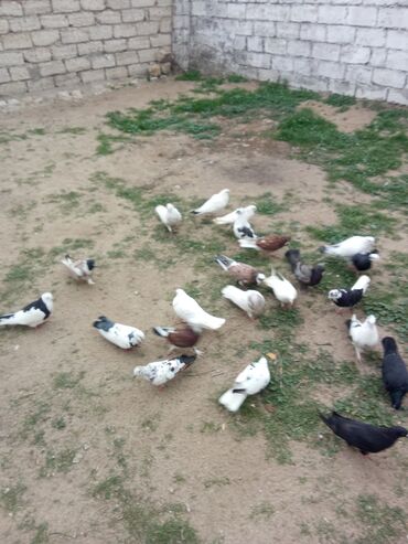 доска объявлений птицы: 22 iki dene tutulma qusdar satlir tam saxlam qusdardi içinde ağ