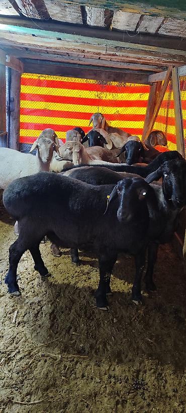 Баран, овца: Продаю | Баран (самец) | Гиссарская | На забой | Племенные — 2