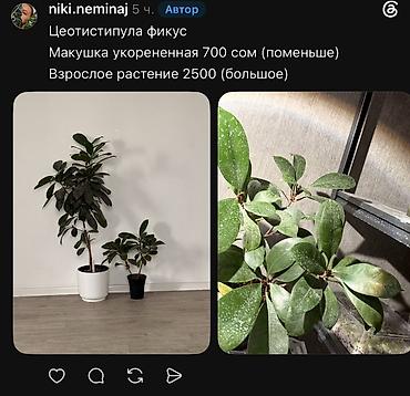 Фикустар: Внимание, освобождаю полки. Фикусы, сингониумы, Филодендроны детки — 4