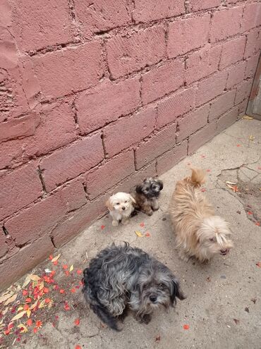 İtlər: Bolonka, 8 ay, Erkek, Sənədli, Ünvandan götürmə — 3