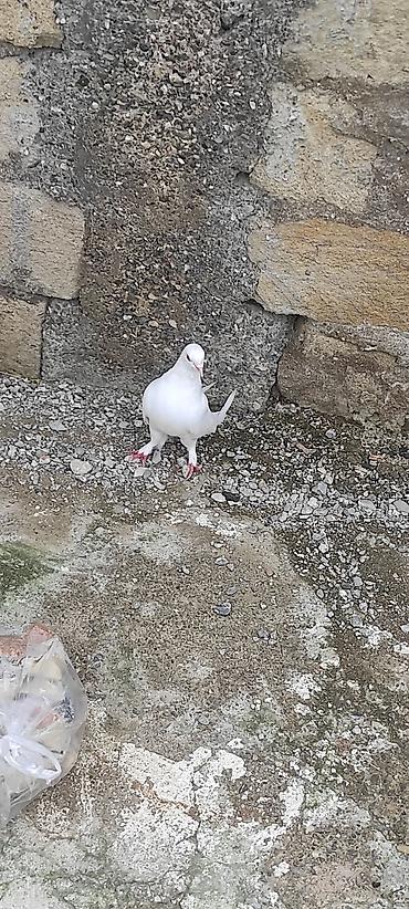 Quşlar: Göyərçin barter var boynugüllü yada əbrəşlə badam lələy erkəy olmalıdı — 3