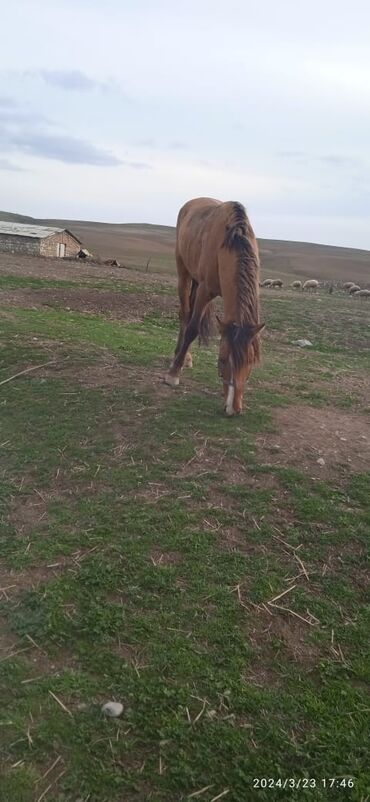 idman geyimleri: Erkəy atdı 5 yaşı var 35 yeriyir sürsən yeriyir