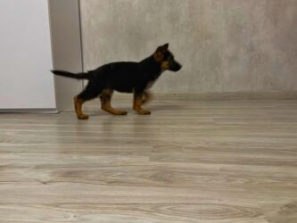 отдам щенка в хорошие руки бесплатно: Alman çoban iti, Peyvəndli lalafo.az -da отдам щенка в хорошие руки бесплатно: Alman çoban iti, Peyvəndli