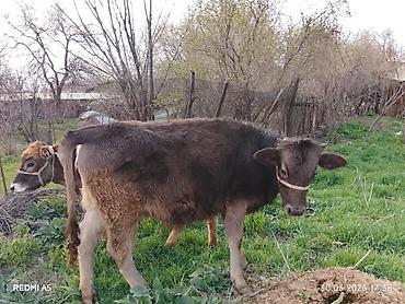 Коровы, быки: Продаю | Тёлка, Музоо, торпок — 12