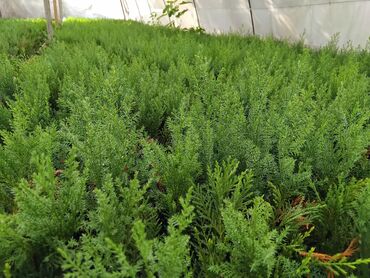 Şitillər: Leylandra tingi - Növ: Thuja/ardıc tipli dekorativ iynəyarpaq — 13