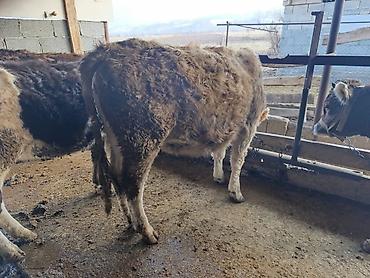 Коровы, быки: Продаю | Бык (самец) | Герефорд | На откорм | Привязанные — 3