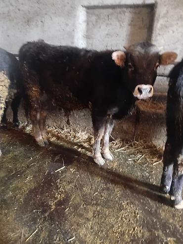 Коровы, быки: Продаю | Бык (самец) | На откорм — 1