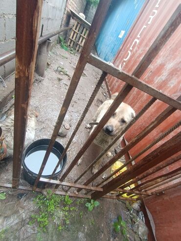 щенки овчарки: Ищу кобеля для скрещивания в районе Кызыл аскера порода