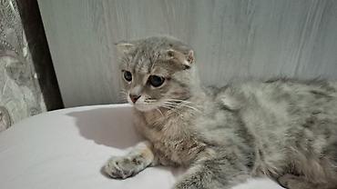 Pişiklər: Britain Şotland Bala Pişikler Satılır! 5 denedir 1ay 10gunluy — 14