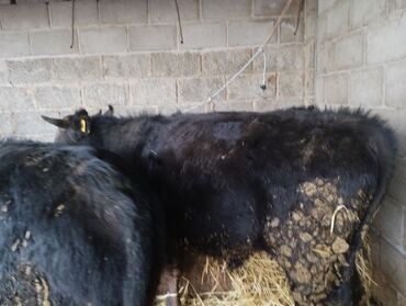 Коровы, быки: Продаю | Бык (самец) | Привязанные — 11