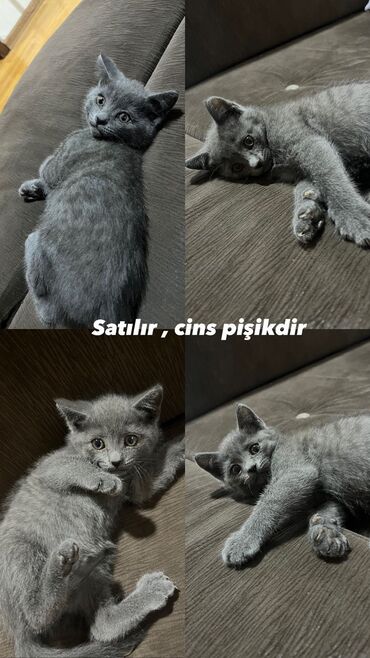 Pişiklər: Britan, Erkək, Yaxşı əllərə, Ünvandan götürmə
