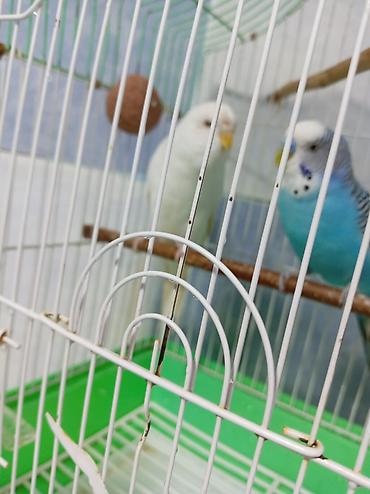 bulbul quşu satışı: Tutuquşu dəsti satılır Qəfəslə birlikdə üstündə Yemi 1 banka,Mil — 3