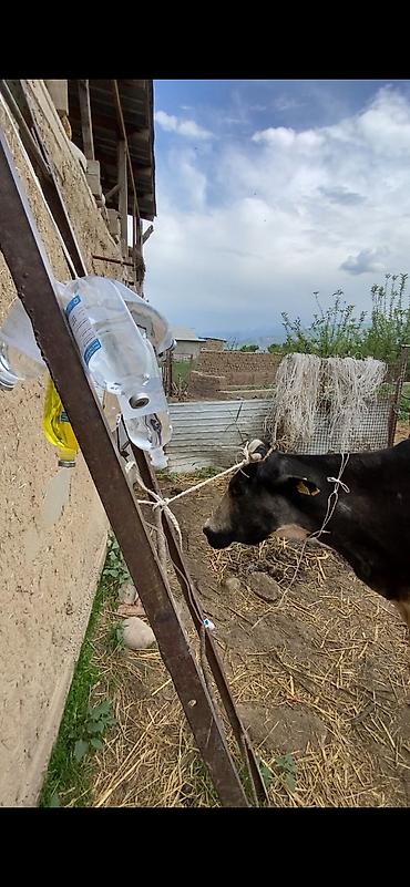 кой кана: 🐄🐑 Ветеринардык кызматтар 🐎🐐 ✔️ Кой, уй, жылкы, эчкилерди кароо жана — 7