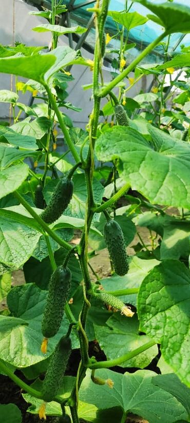 Теплицы: Продается теплица, размер 23/8 — 9