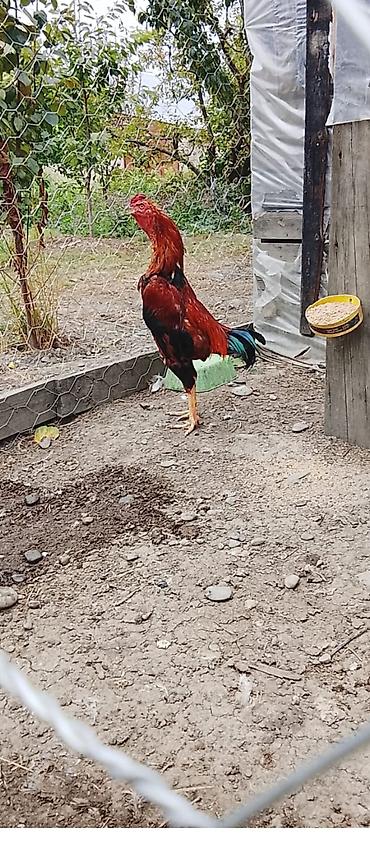 kangal iti haqqinda melumat: Məhsul: Qırmızı-qara rəngli xoruz Təsvir: - Uzunboyun, əzələli bədən — 1