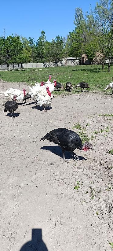 Индюки: Продаю | Индюшка (самка) at lalafo.kg — 5 Индюки: Продаю | Индюшка (самка) — 5