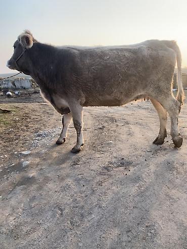 Коровы, быки: Продаю | Корова (самка) | Швицкая | Для молока — 3