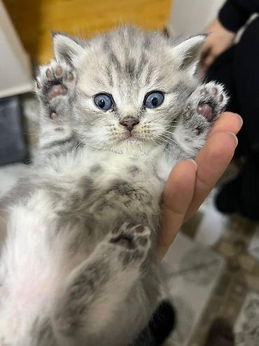 Pişiklər: Şotland, Erkək, Dişi — 23