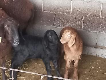 Баран, овца: Продаю | Овца (самка) | Для разведения | Матка — 7