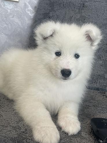 afcarka balasi: Samoyed — 9