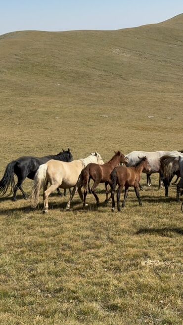 домики для котят: Сатам | Бээ (ургаачы), Жылкы (эркек), Байтал | Союуга, Көбөйтүү үчүн, Жумушка