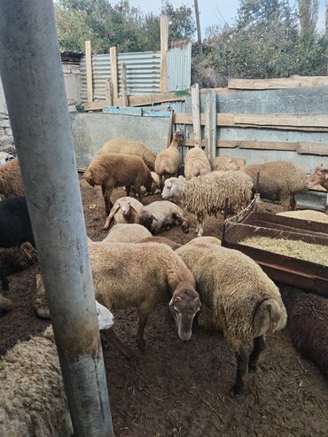 Inəklər, öküzlər: 18-20kq arası erkəy quzulardı hamısı