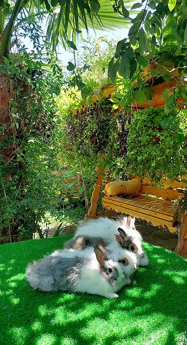 angora pişik: Angora tipli dekorativ dovşanlar - Uzun, yumşaq və tüklü yun örtüyü — 4