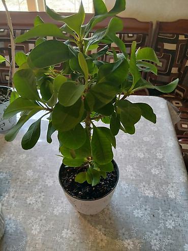 Молочай Миля (Euphorbia milii) в декоративном горшке. - Компактный