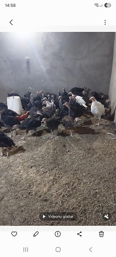 karella quslari: Məhsul: Türki bala sürüsü Təsvir: - Şəkillərdə görünən xüsusi — 1